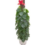 植物租赁,青叶藤