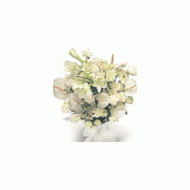 印度,百合花束