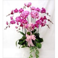 台湾鲜花,蝴蝶兰